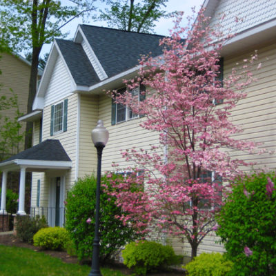 building with dogwood tree and lampost